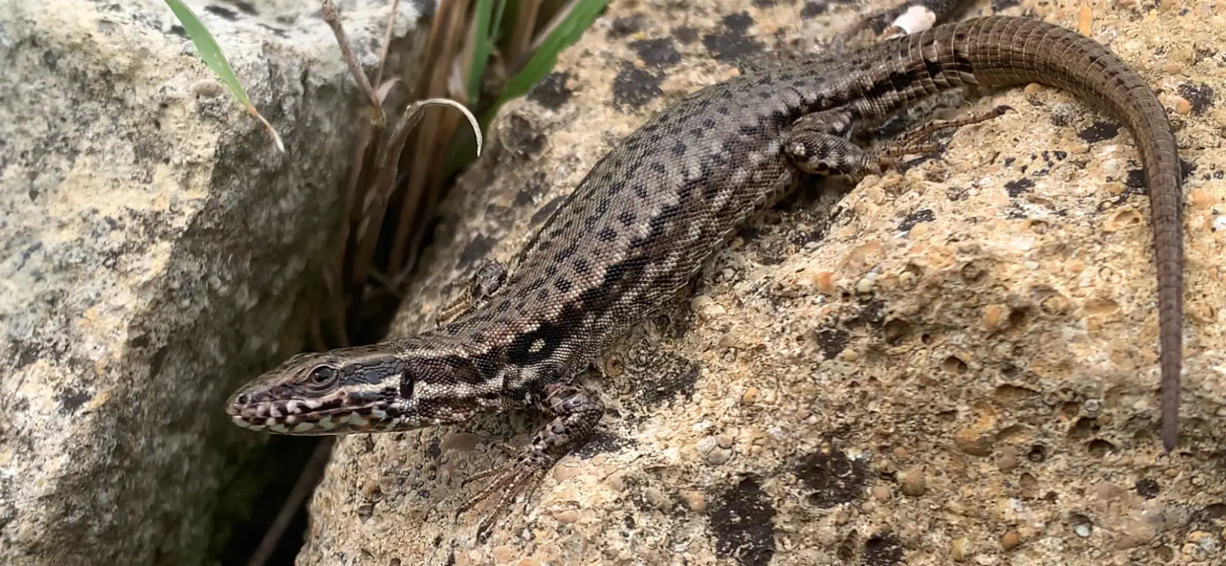 Das Logo der Feldhecke in der Natur