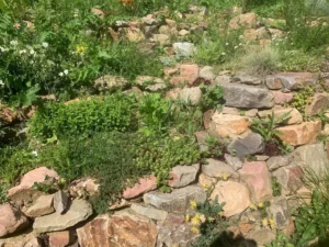 Biotopbau Trockensteinmauer für mehr Biodiversität