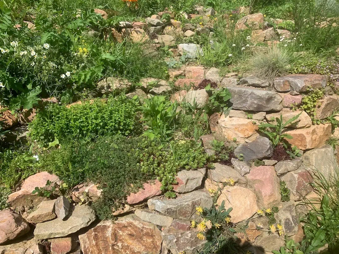 Biotopbau Trockensteinmauer für mehr Biodiversität