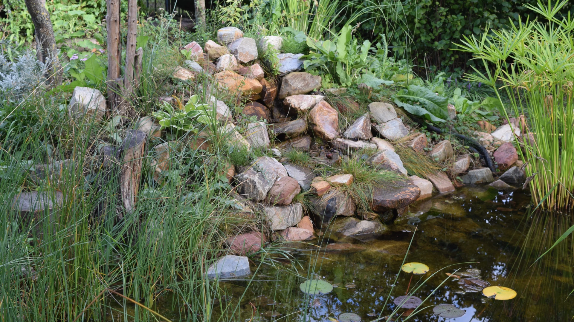 Naturteich Bild 2