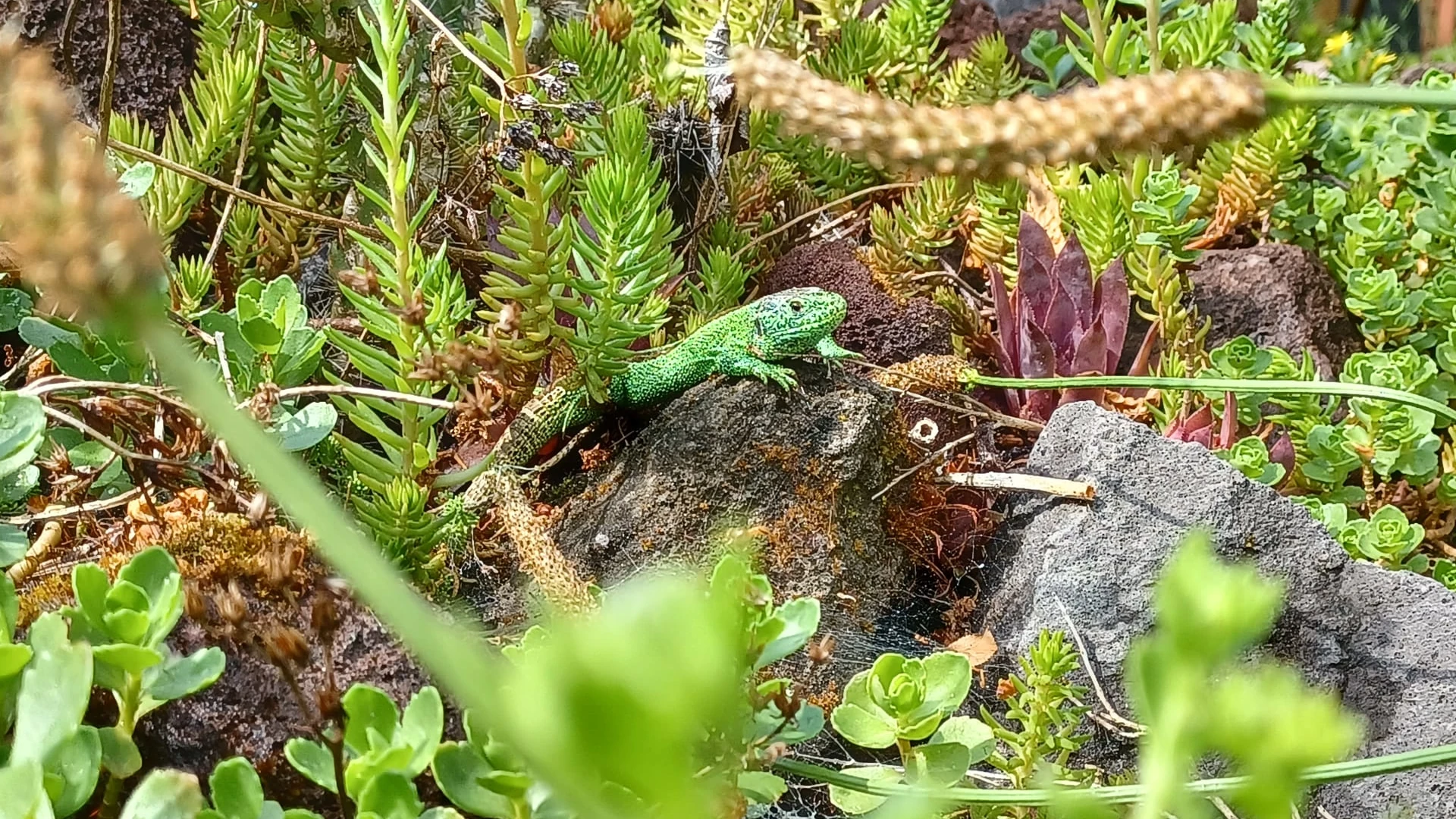 Zauneidechse im Biotop